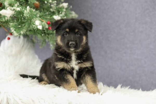 Image of Cora, a German Shepherd puppy