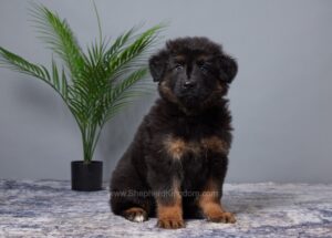 Image of Remington, a German Shepherd puppy