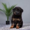 Image of Remington, a German Shepherd puppy