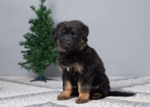 Image of Bailey, a German Shepherd puppy