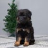 Image of Bailey, a German Shepherd puppy