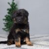 Image of Bailey, a German Shepherd puppy