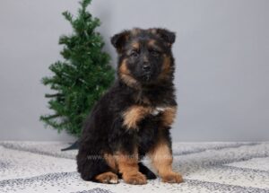 Image of Bella, a German Shepherd puppy