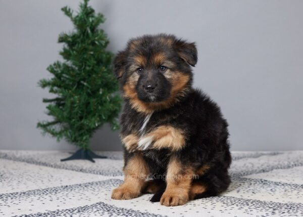 Image of Benji, a German Shepherd puppy