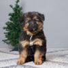 Image of Benji, a German Shepherd puppy