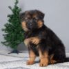 Image of Brody, a German Shepherd puppy