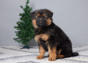 Image of Brody, a German Shepherd puppy