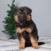 Image of Brody, a German Shepherd puppy