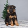 Image of Brody, a German Shepherd puppy