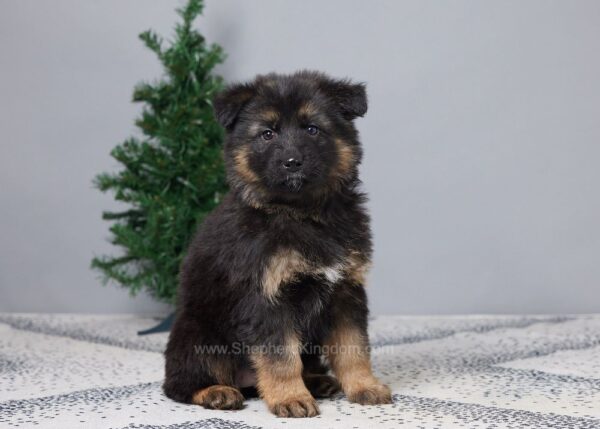 Image of Brooklyn, a German Shepherd puppy