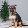 Image of Brooks, a German Shepherd puppy