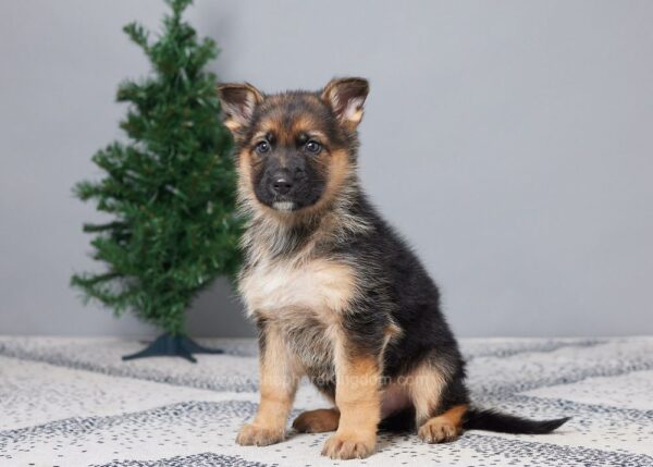 Image of Brooks, a German Shepherd puppy