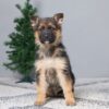 Image of Brooks, a German Shepherd puppy