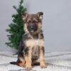 Image of Brooks, a German Shepherd puppy