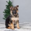 Image of Brooks, a German Shepherd puppy