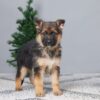 Image of Brooks, a German Shepherd puppy