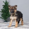 Image of Brooks, a German Shepherd puppy