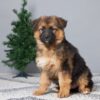 Image of Brynn, a German Shepherd puppy