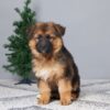 Image of Brynn, a German Shepherd puppy