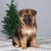 Image of Brynn, a German Shepherd puppy