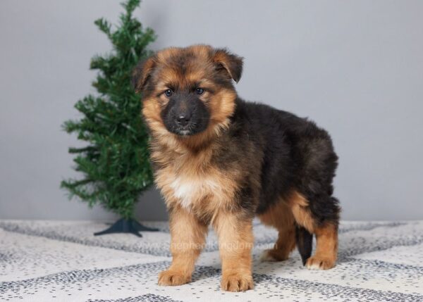 Image of Brynn, a German Shepherd puppy