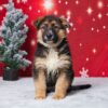 Image of Easton, a German Shepherd puppy