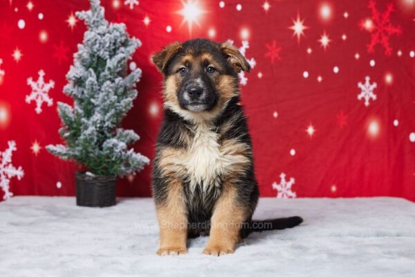 Image of Easton, a German Shepherd puppy