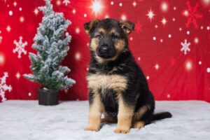 Image of Edison, a German Shepherd puppy