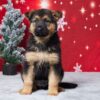 Image of Edison, a German Shepherd puppy