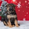 Image of Ella, a German Shepherd puppy