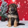 Image of Ella, a German Shepherd puppy