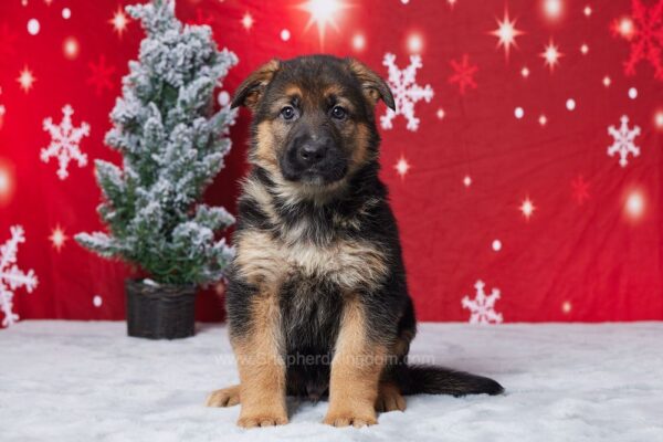 Image of Ella, a German Shepherd puppy