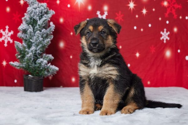 Image of Ellis, a German Shepherd puppy