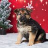 Image of Emma, a German Shepherd puppy