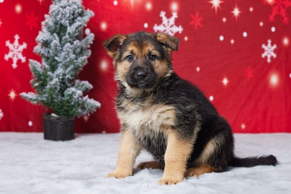 Image of Emma, a German Shepherd puppy