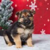 Image of Emma, a German Shepherd puppy