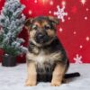 Image of Emma, a German Shepherd puppy