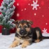 Image of Emma, a German Shepherd puppy