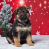 Image of Eugene, a German Shepherd puppy