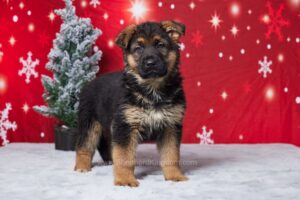 Image of Eugene, a German Shepherd puppy