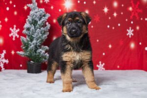 Image of Eva, a German Shepherd puppy