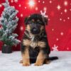 Image of Everett, a German Shepherd puppy