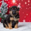 Image of Everett, a German Shepherd puppy