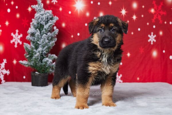 Image of Everett, a German Shepherd puppy