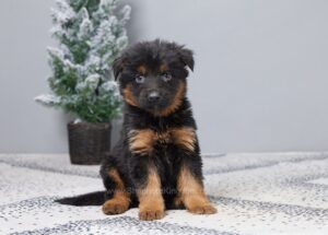 Image of Faith, a German Shepherd puppy