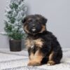 Image of Felix, a German Shepherd puppy