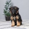 Image of Felix, a German Shepherd puppy