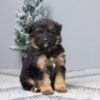 Image of Felix, a German Shepherd puppy