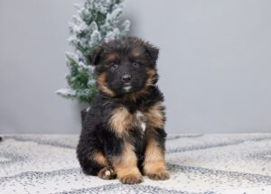 Image of Felix, a German Shepherd puppy