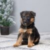 Image of Finley, a German Shepherd puppy